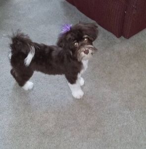 Meet your Posher, Sherrill